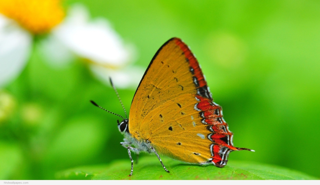 gree butterfly nature free computer background